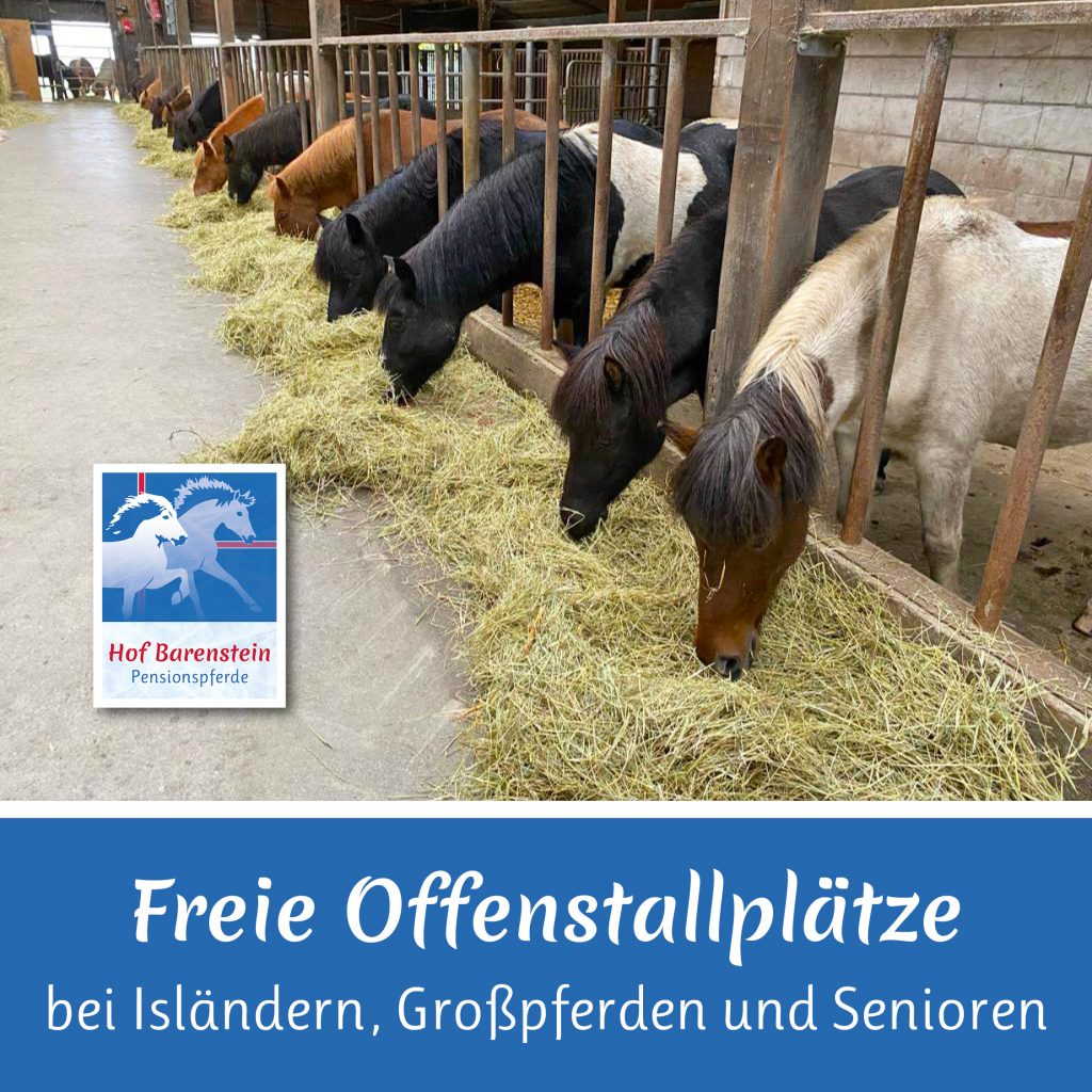 Freie Offenstallplätze Hof Barenstein